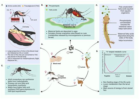 dengue life cycle images